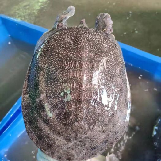清远清溪花鳖 广东省热卖精品甲鱼水鱼团鱼荷塘养殖基地直供质量保证