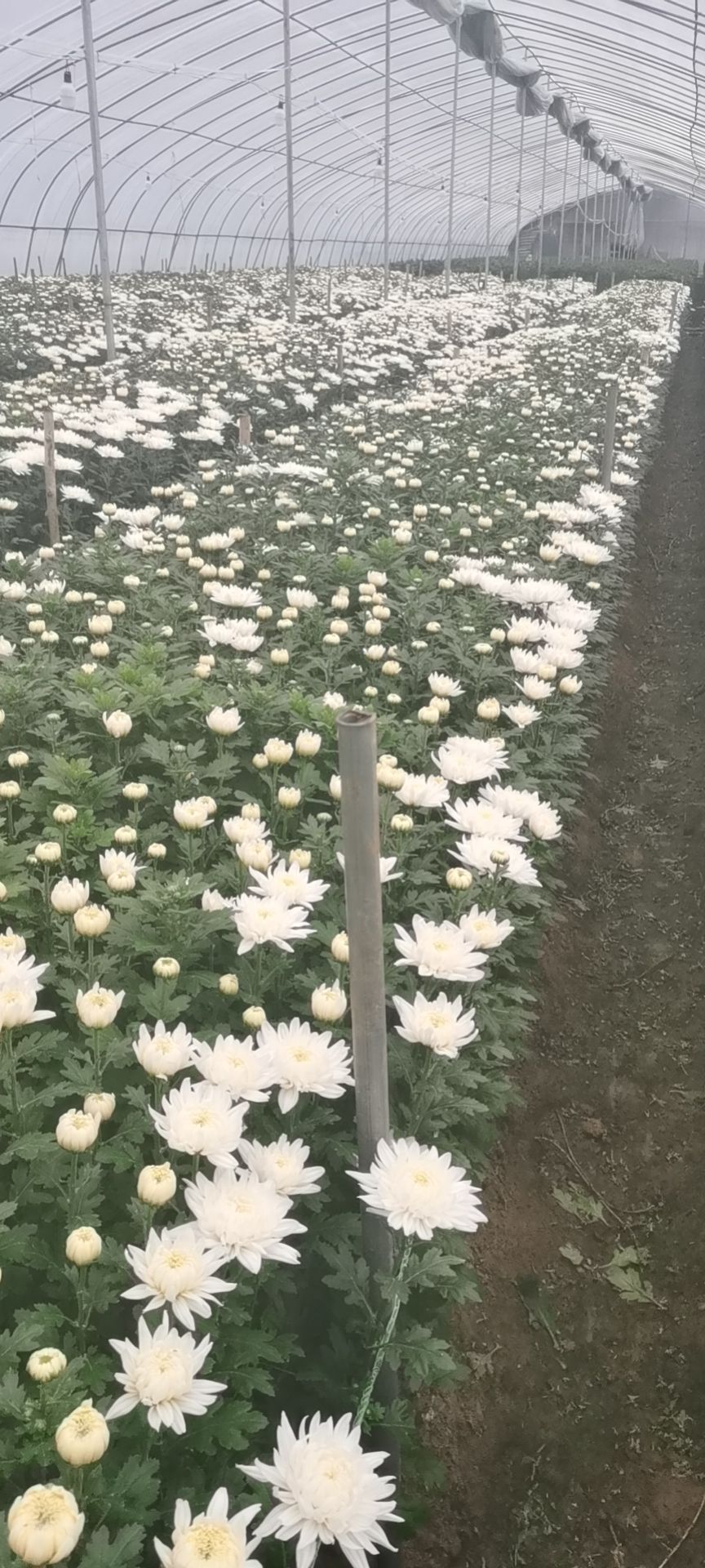 全国批发供应黄白菊