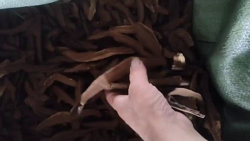 山东冠县大棚种植灵芝切片 天然滋补药材 直径8-12cm