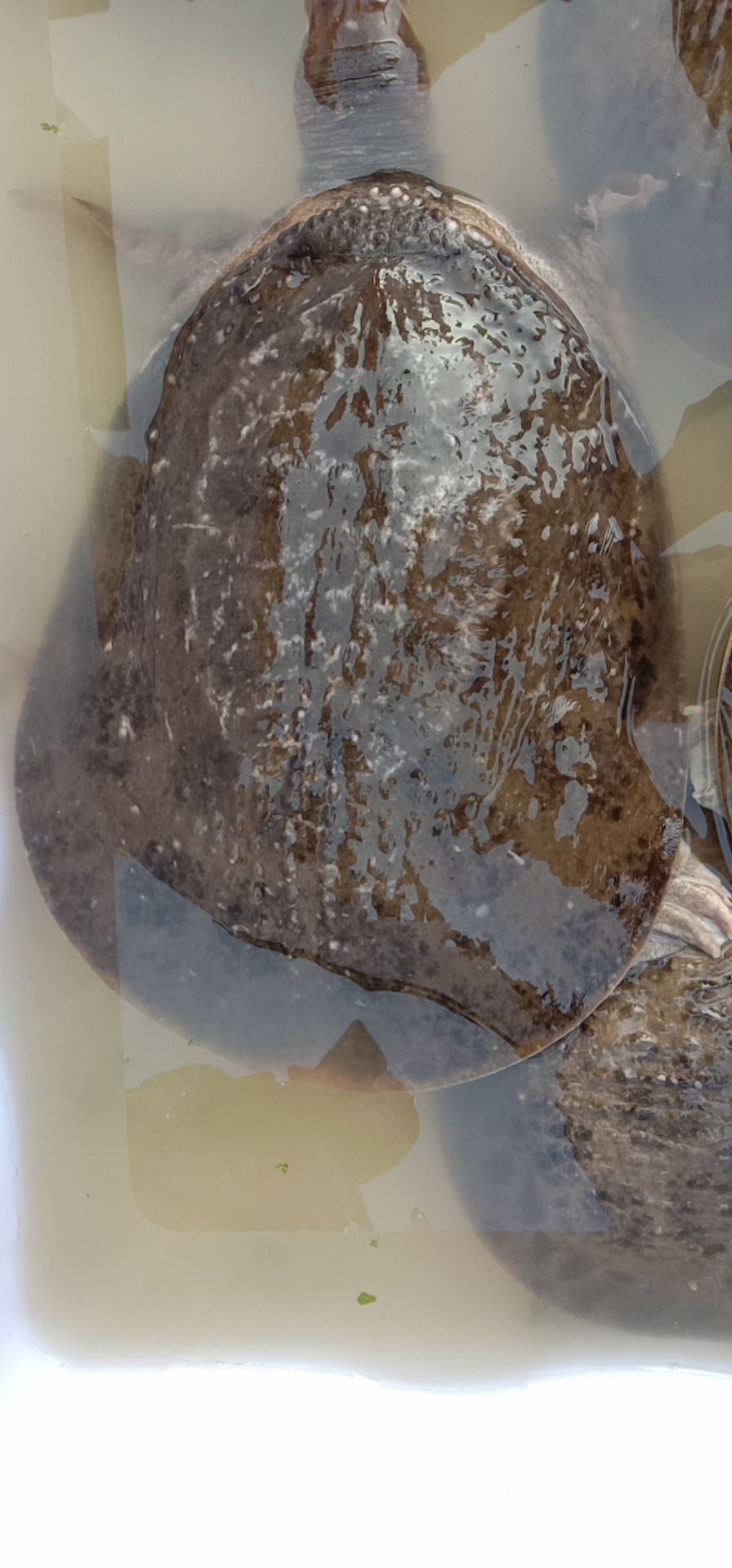 珍珠鳖 甲鱼(珍珠)