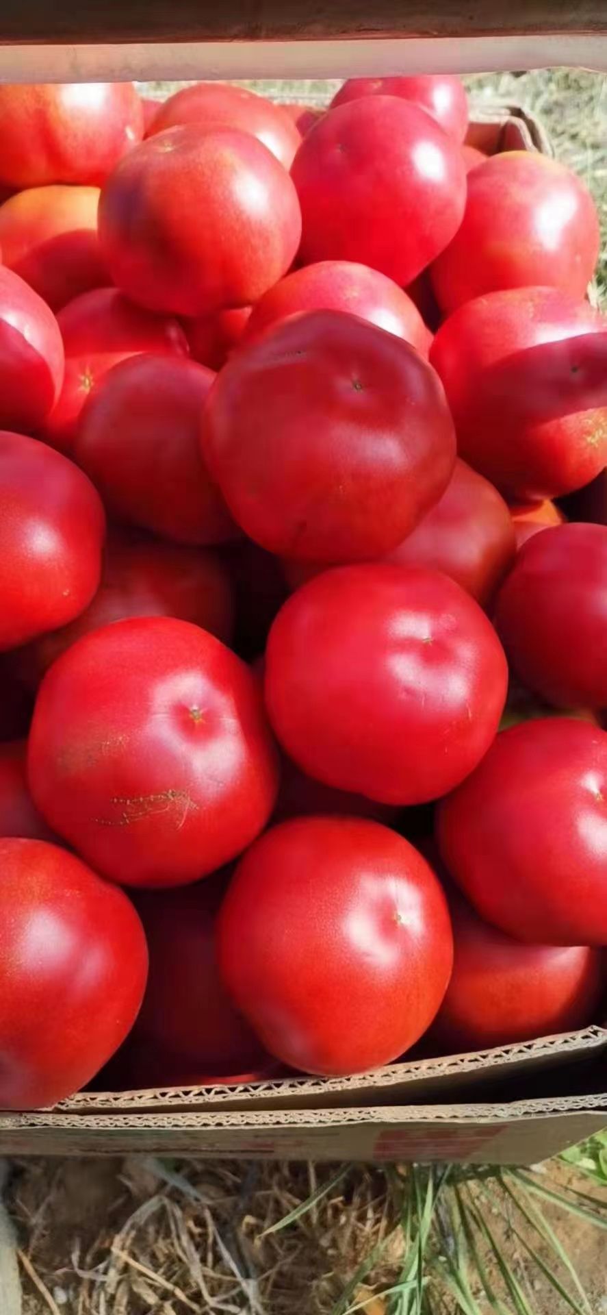 硬粉西红柿苗 —科雷娜 秋延迟 越冬 早春 硬粉番茄品种