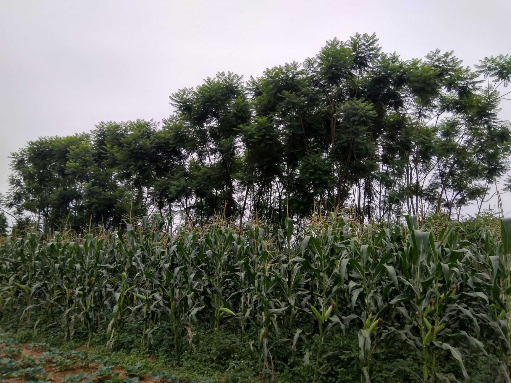 蓝花楹各种规格，各种树形应有尽有！大量现货供应！关注来电咨