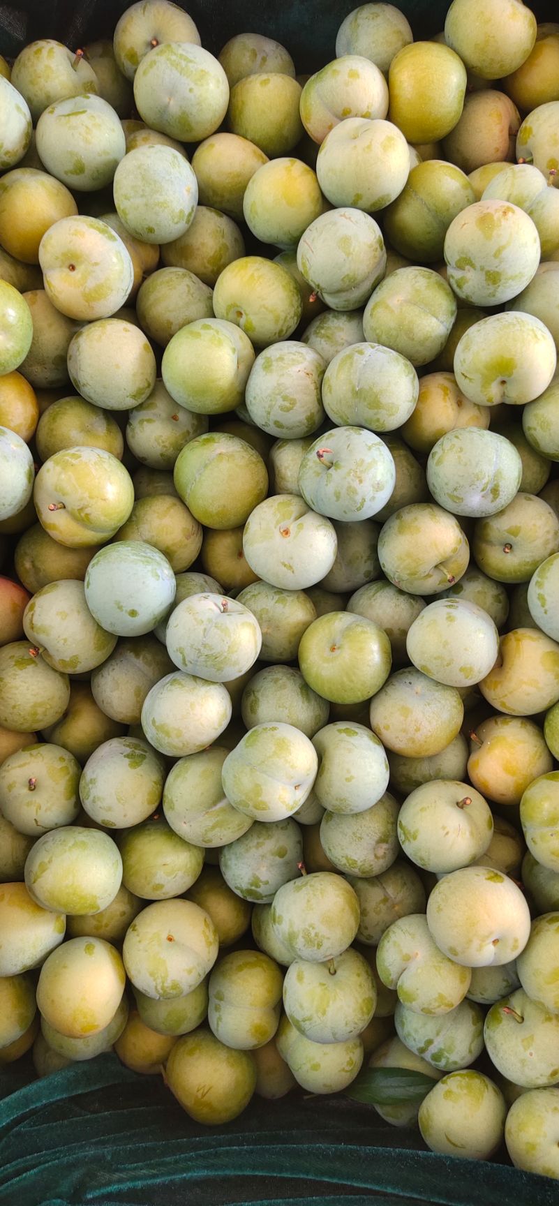 蜂糖李  六马蜂螗李，原产地直供