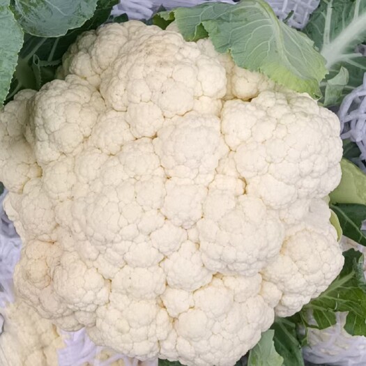 晋中白花菜花  山西太谷有机菜花大量上市中，产地直发，质量保证，