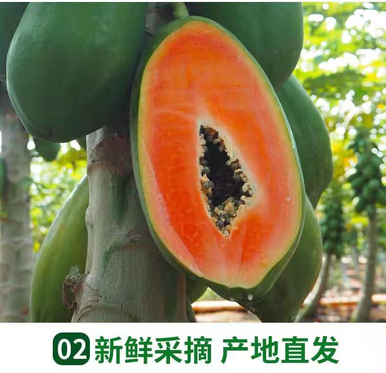 大青中白肉红至3点  红心木瓜一年四季都大量上市，产地直供，货源充足，价格美丽