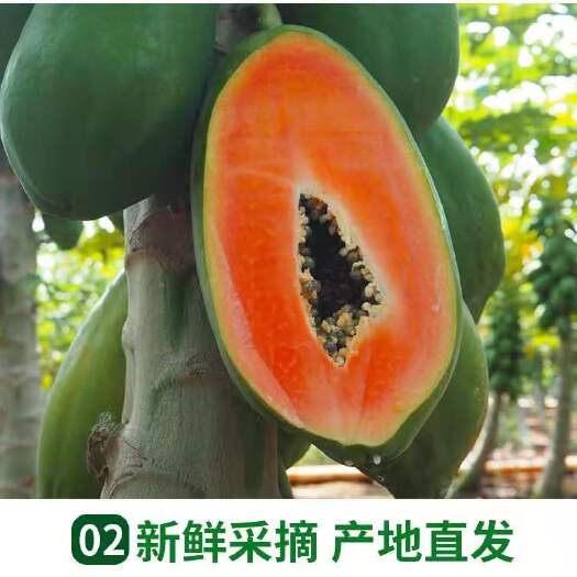 茂名大青中白肉红至3点  红心木瓜一年四季都大量上市，产地直供，货源充足，价格美丽