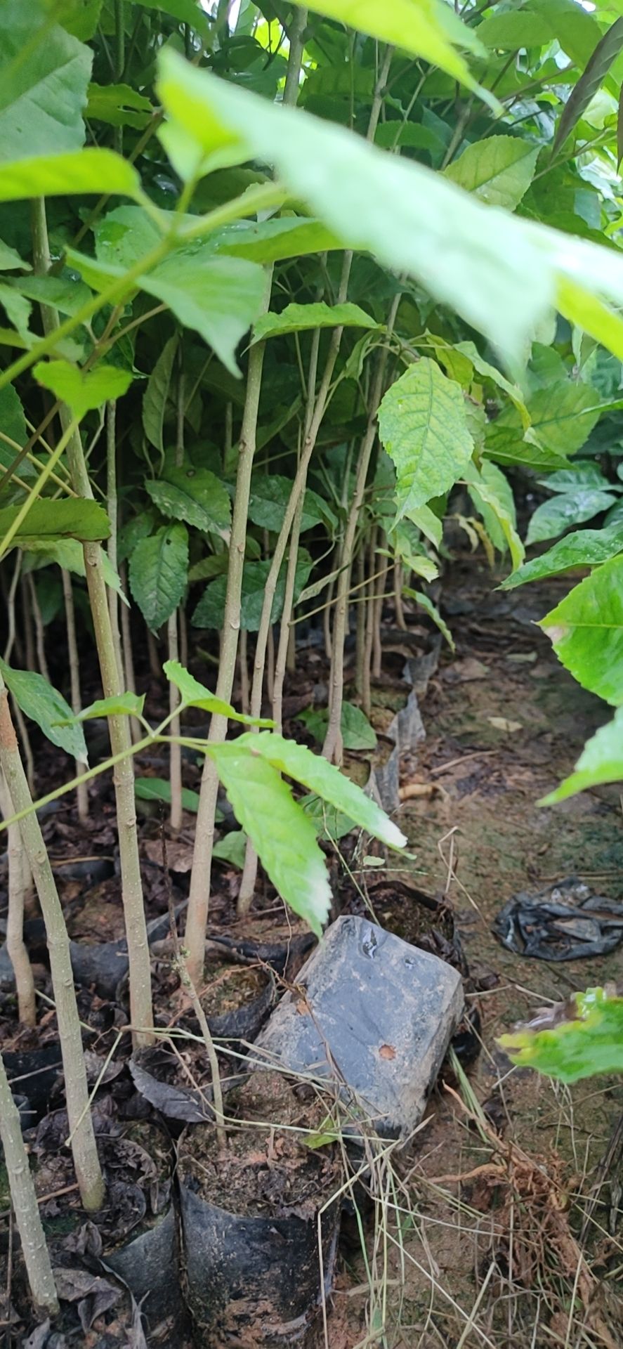 紫花风铃木 紫花枫铃木