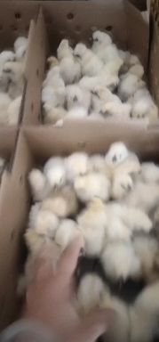  竹丝鸡苗乌鸡苗
