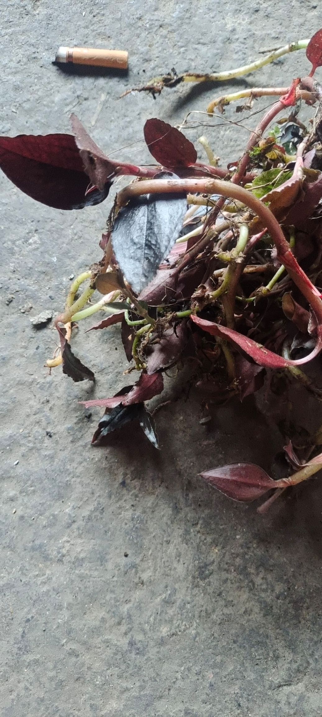 抱石莲  血叶兰