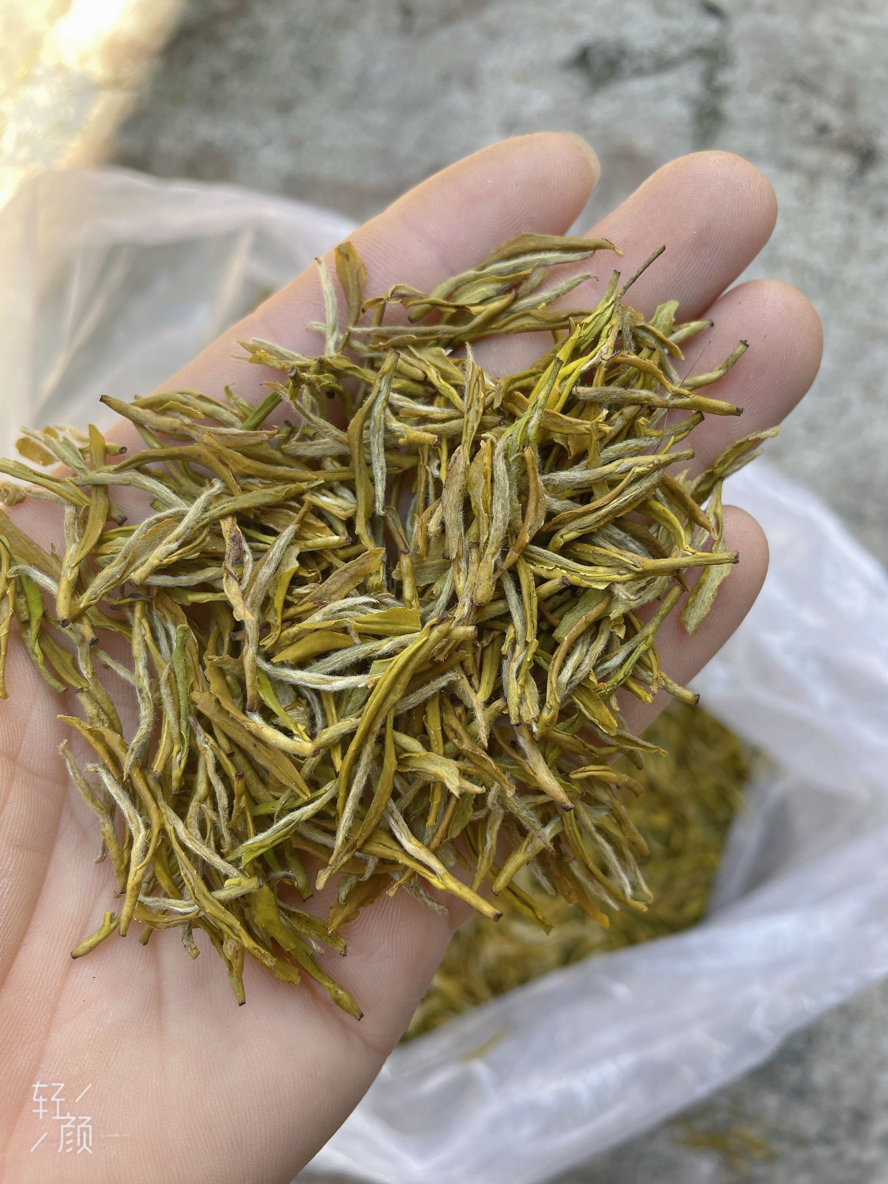 黄金茶  黄金芽