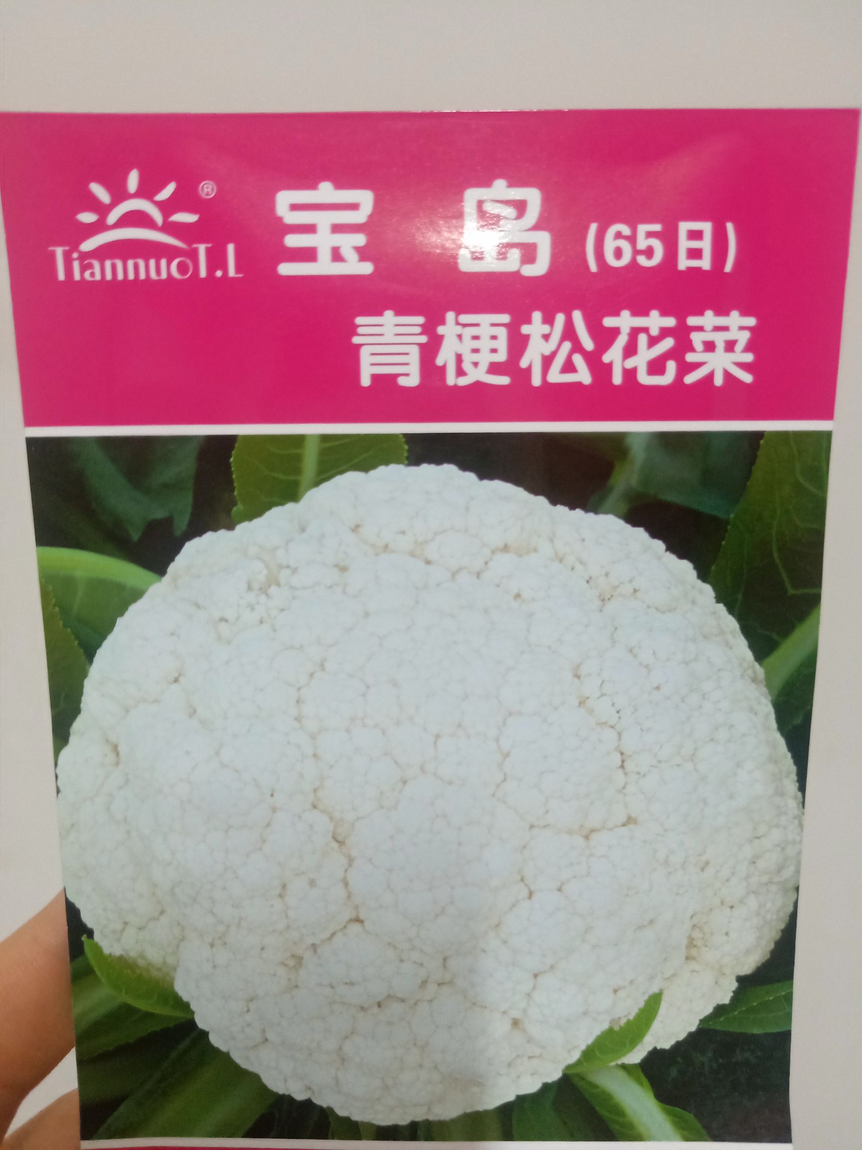 北京白面青梗松花菜种子  宝岛（65日）青梗松花菜，耐寒耐湿、耐