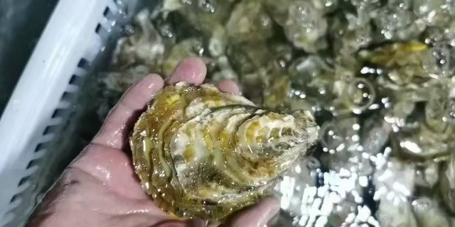 诏安县三倍体生蚝  福建精品三倍体，1~5+规格都有货，需要的提前预，价格优惠