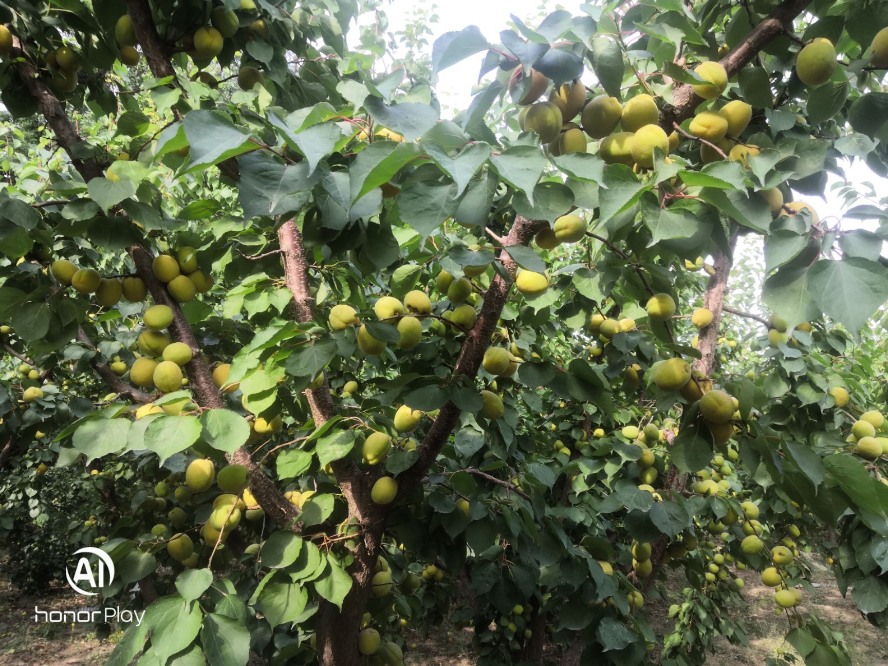 杏 凯特杏 个大  现摘现卖