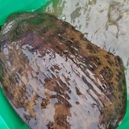 清远珍珠鳖 广东省热卖精品珍珠大甲鱼水鱼团鱼基地直供荷塘养殖质量保证