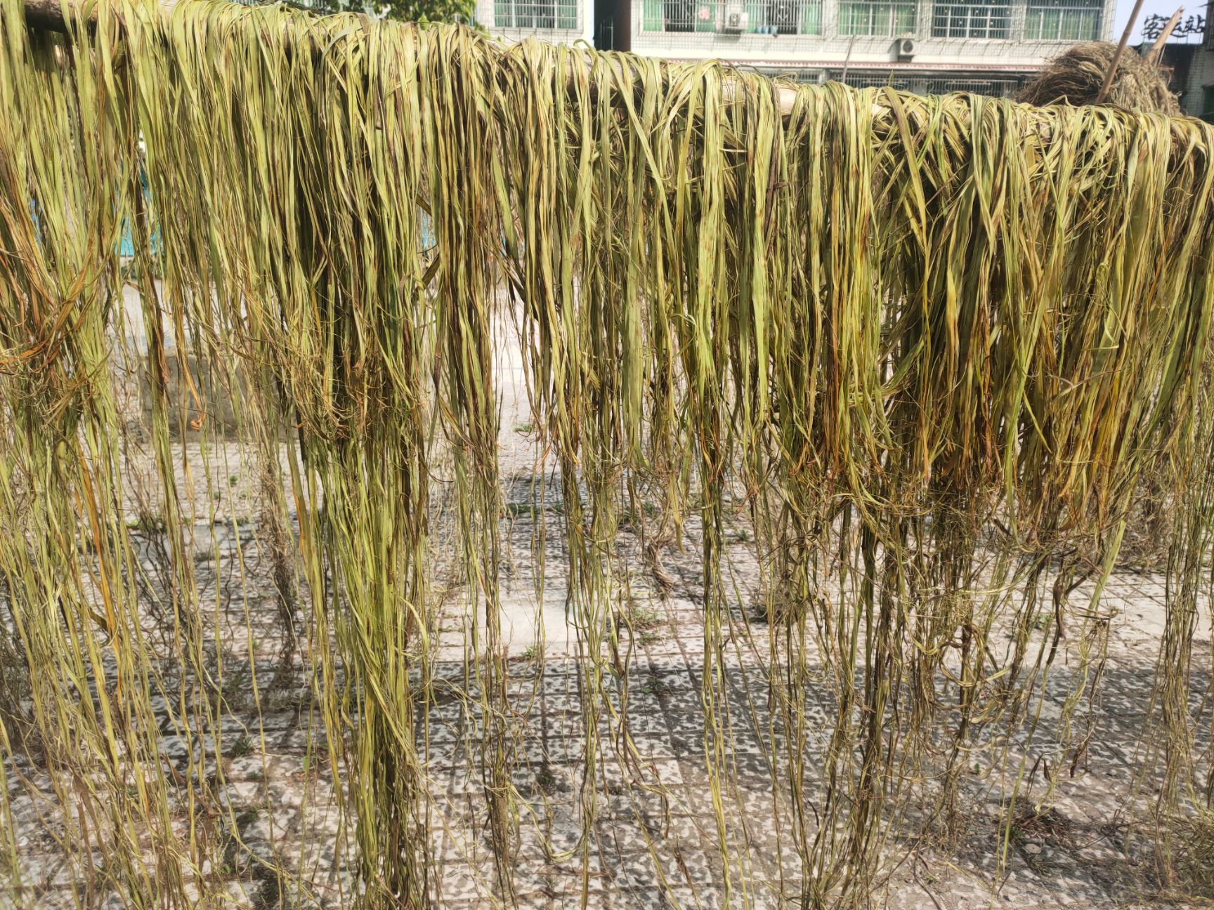 四川苎麻之乡优质苎麻，青麻，青麻丝