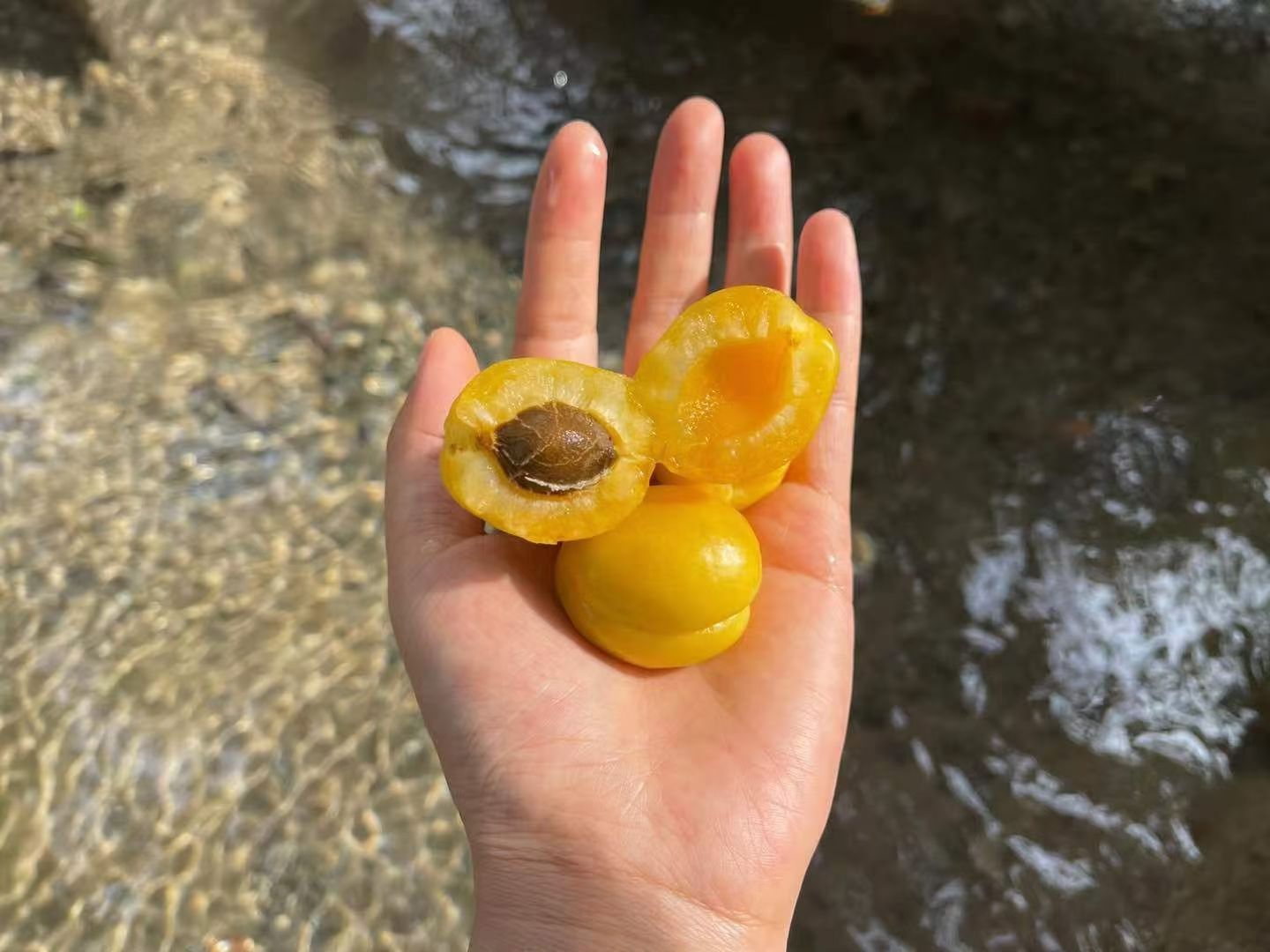 新疆轮台小白杏，一级4斤，精美筐装套袋