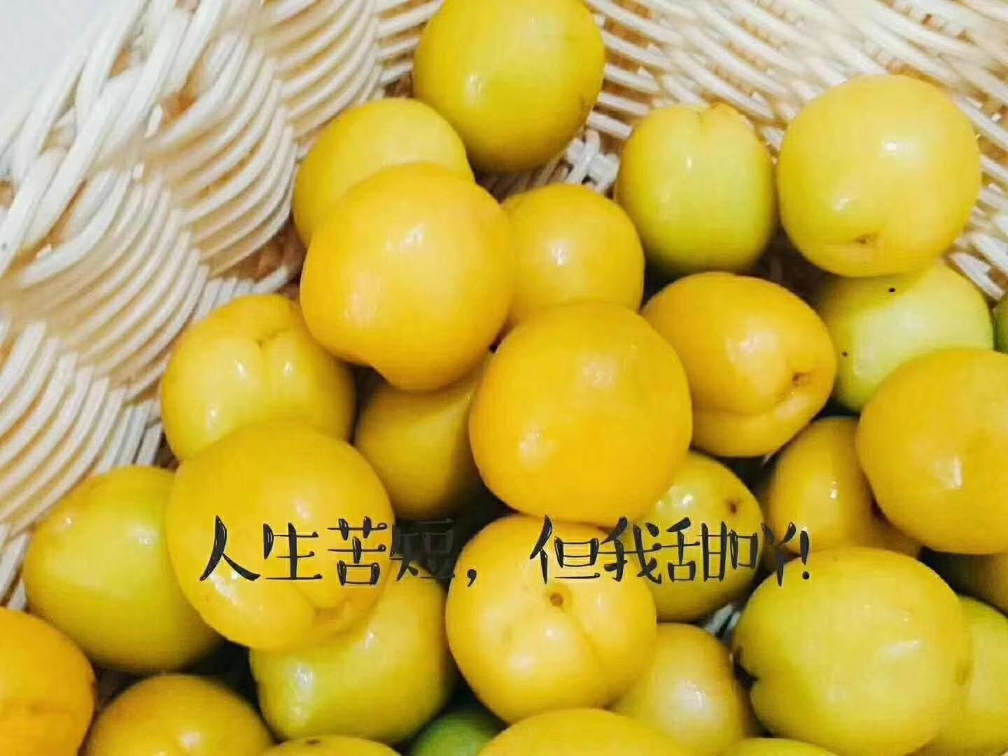 新疆轮台小白杏，一级4斤，精美筐装套袋