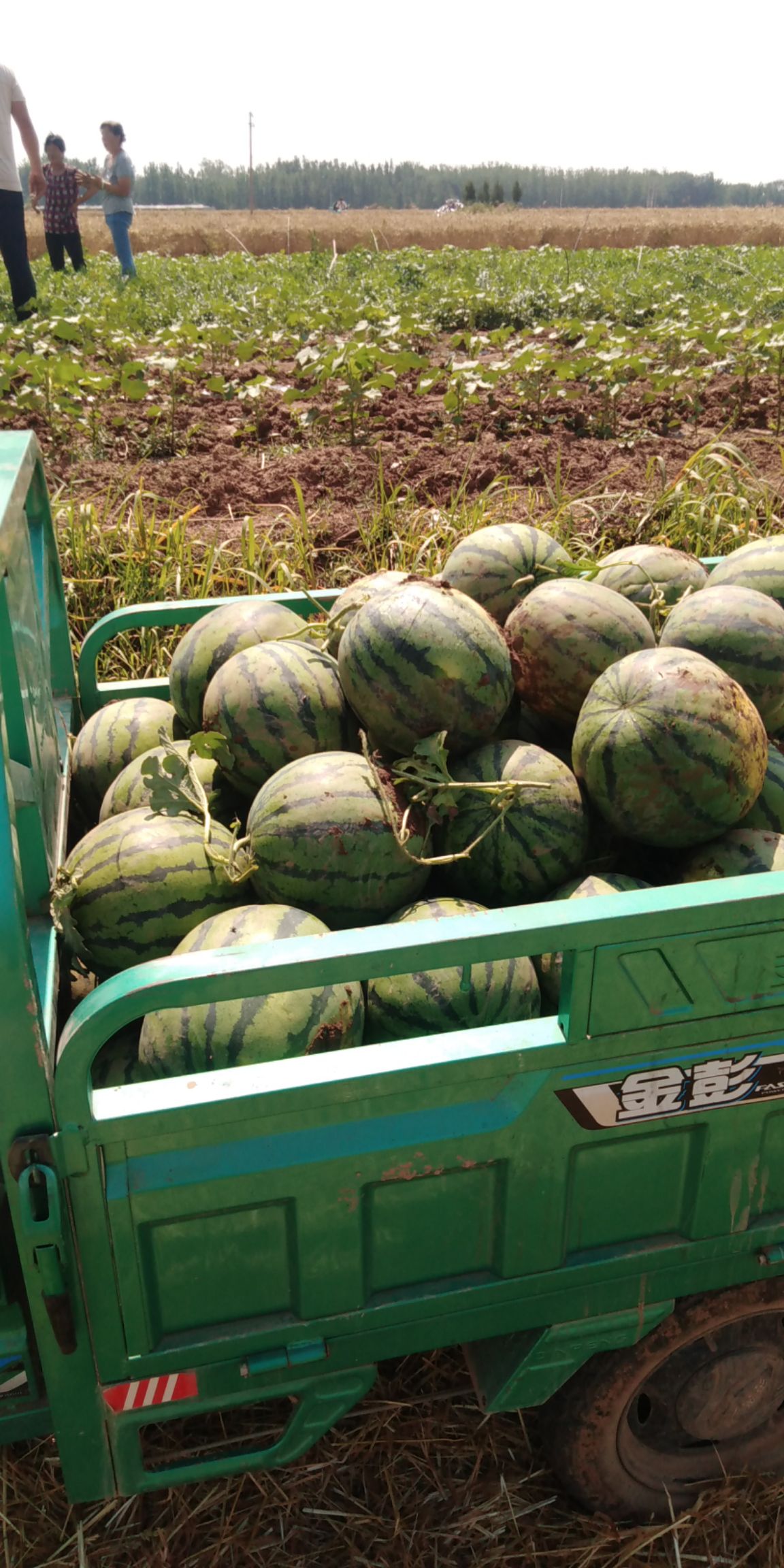 甜王西瓜 基地直供保甜保熟