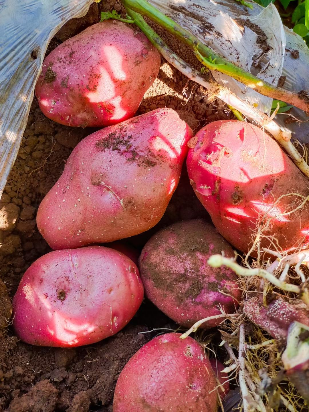 高寒红皮黄心土豆，青署九号，粉糯面，个头均匀，颜色鲜亮