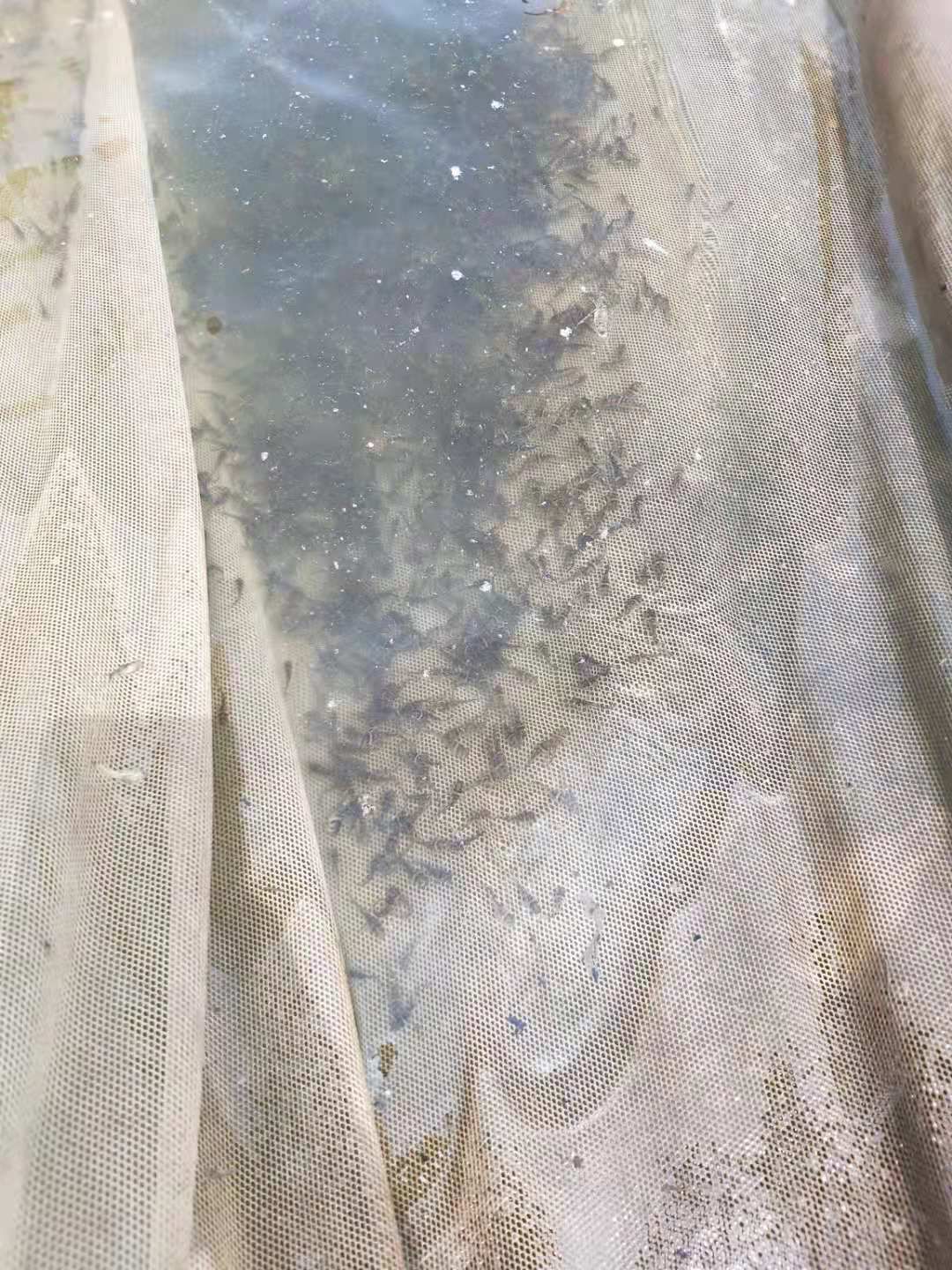 鱼苗  大量供优质杂交黄骨苗(分水苗，寸苗)