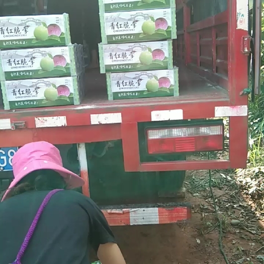 犍为县半边红李子 四川省乐山市犍为县 