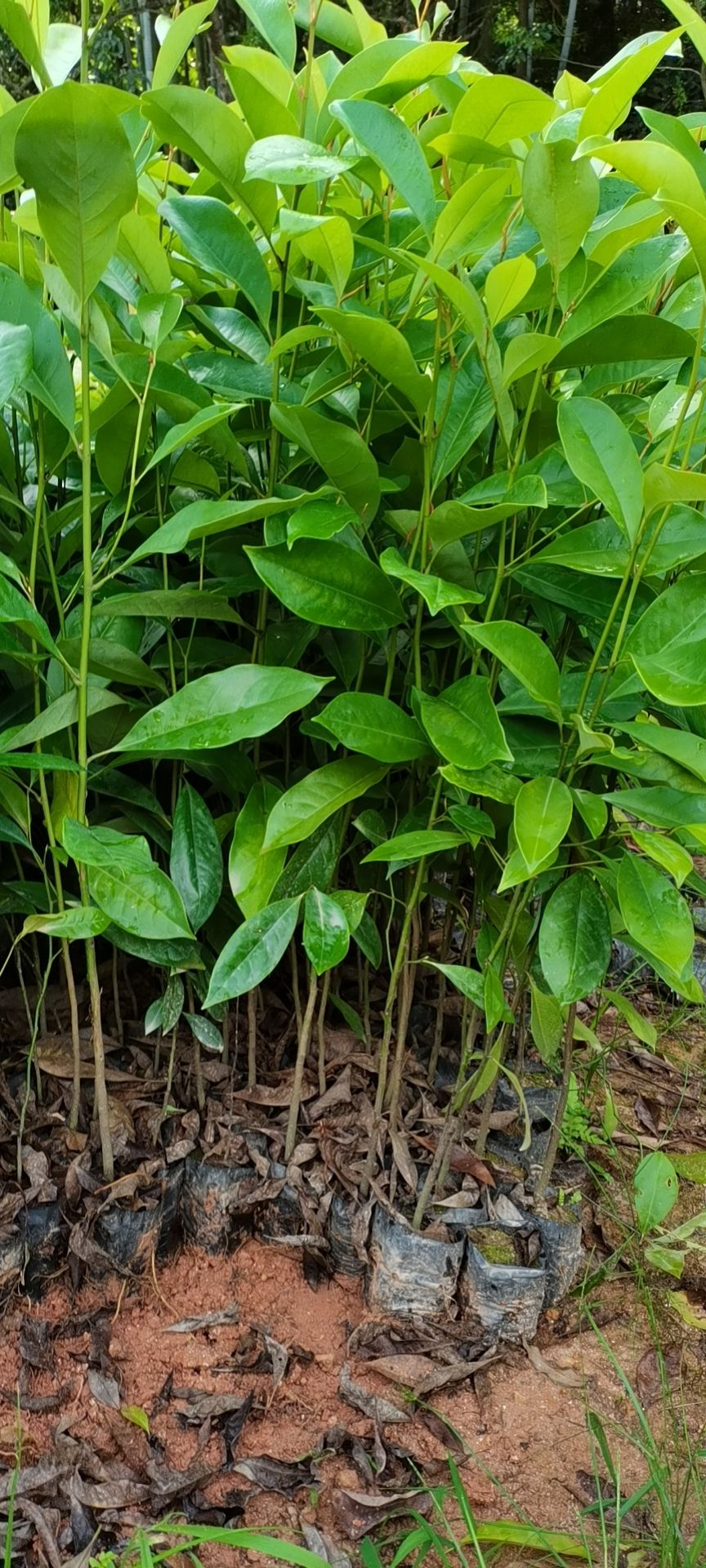 火力楠木苗 火力楠袋苗30至8ocm高