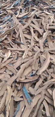 山东冠县大棚种植灵芝切片 天然滋补药材 直径8-12cm