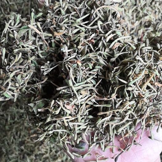 安龙县山银花花蕾