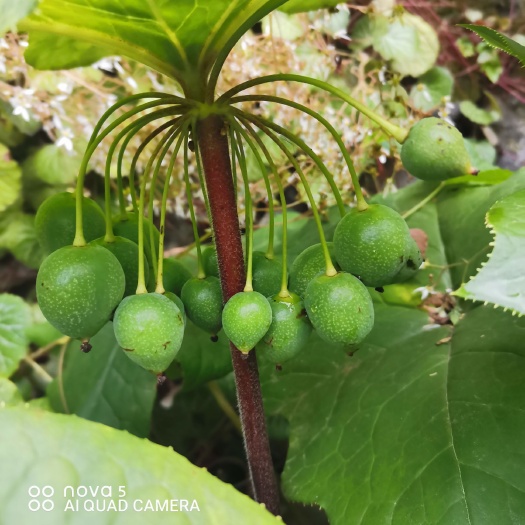 镇巴县八角莲种苗 八角莲  江边一碗水.天然种苗块茎