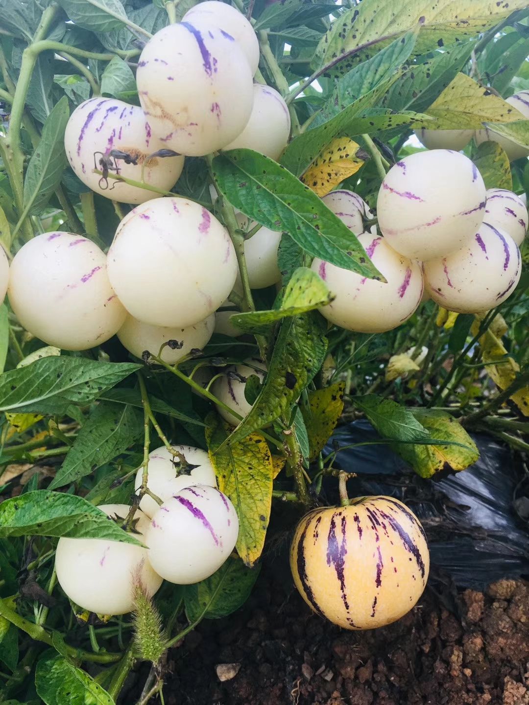 2021年反季石林脱毒人参果苗开始预订中，诚信为，质量为本。