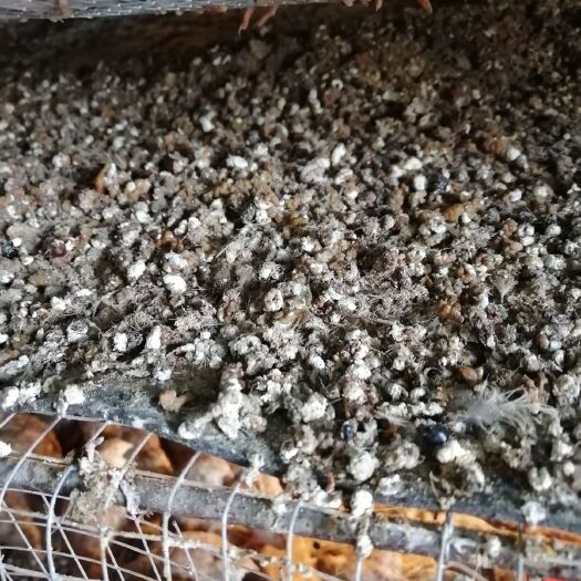 遂溪县鸟粪  鹌鹑粪便