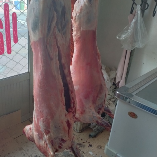 天津羊肉类  新鲜的公羔羊肉