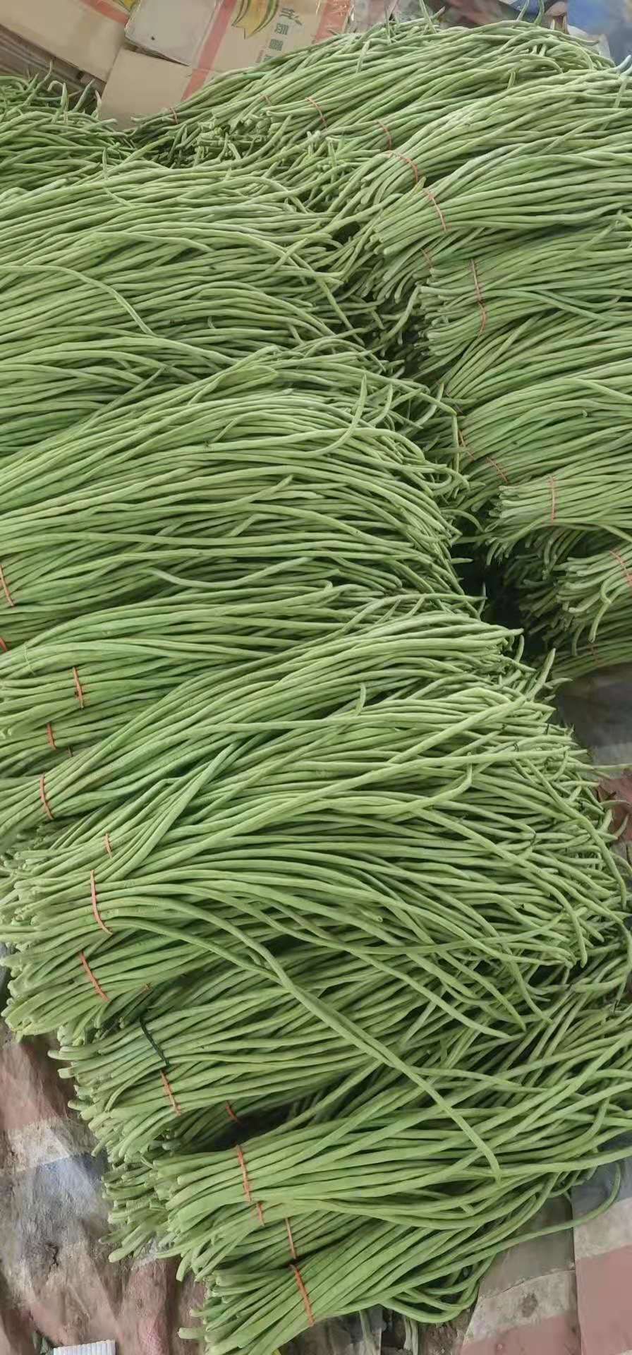 长豇豆  精品长豆角，产地一手货源，量大质优价廉，满足一切包