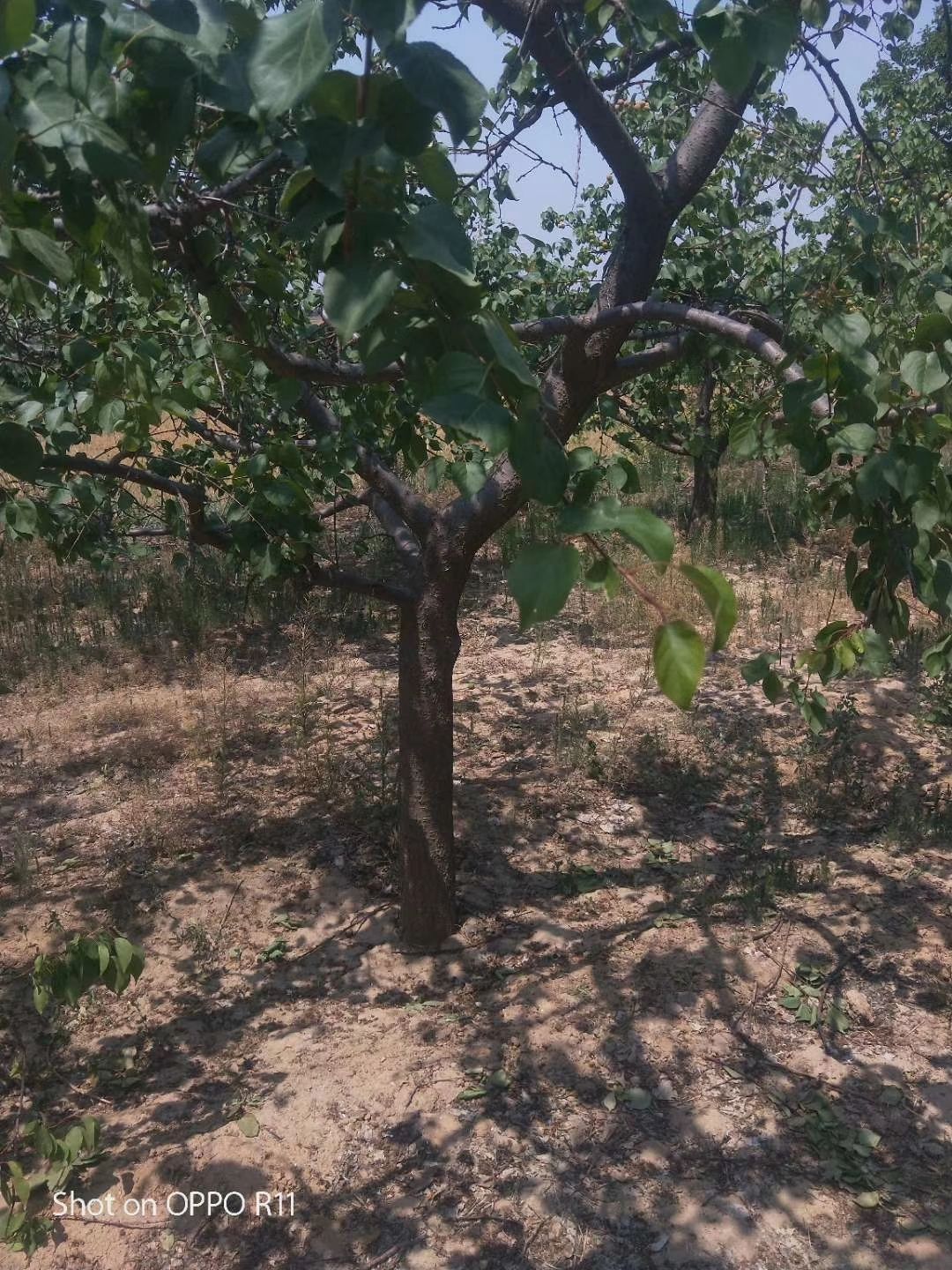 凯特杏苗  10公分杏树，12公分杏树，15公分杏树