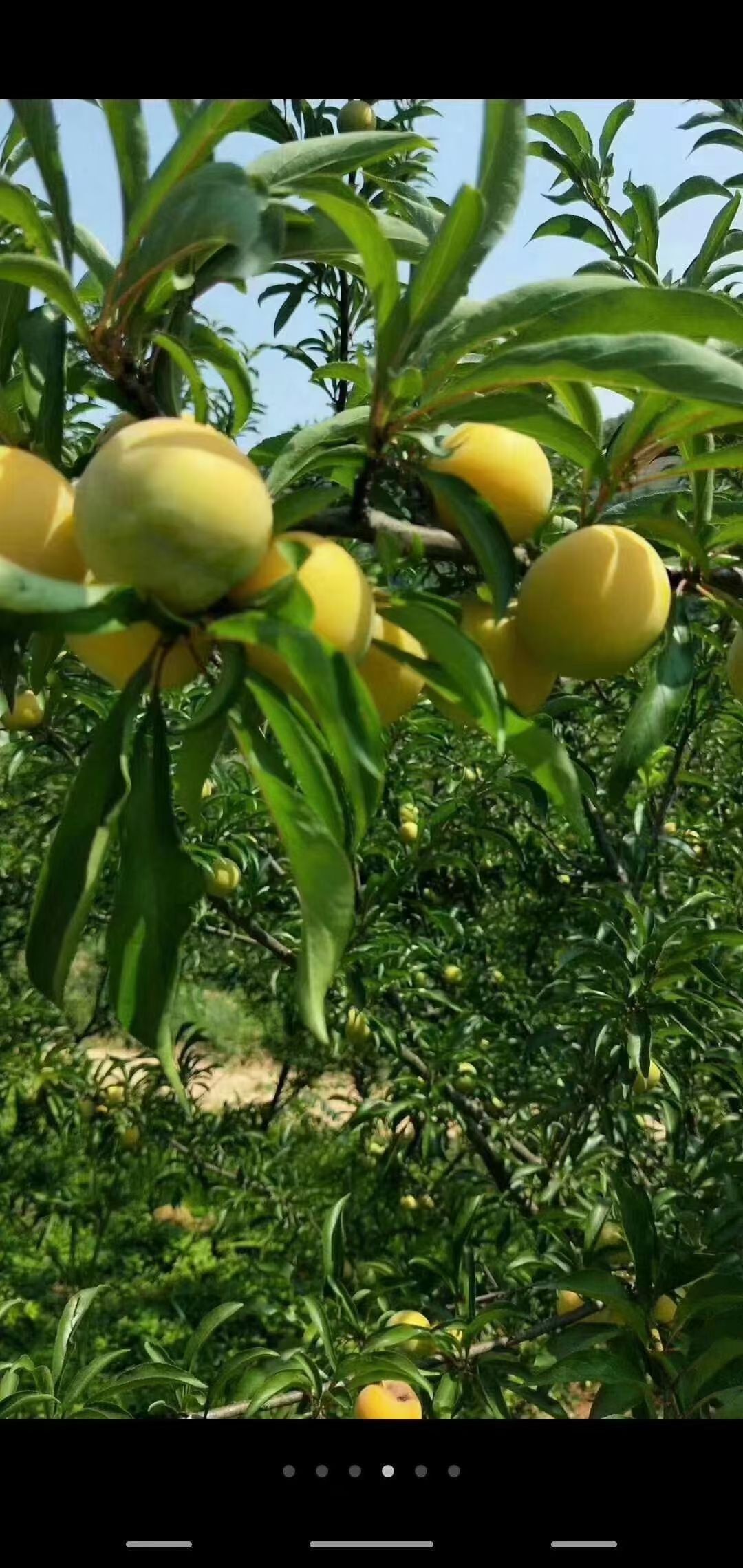 蜂糖李。酸酸甜甜。来过来尝尝