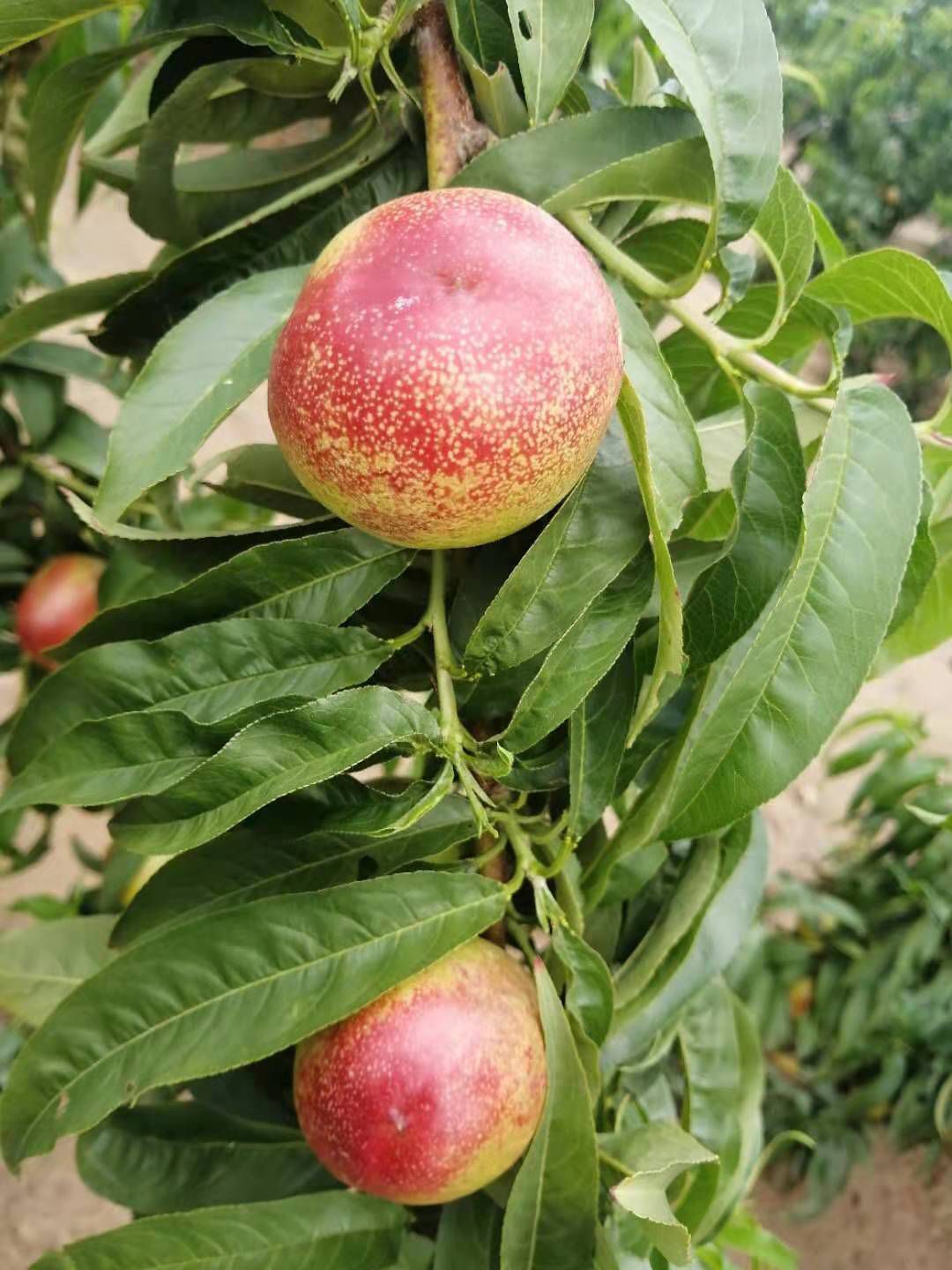 黄油桃 油桃未来1号大量上市中