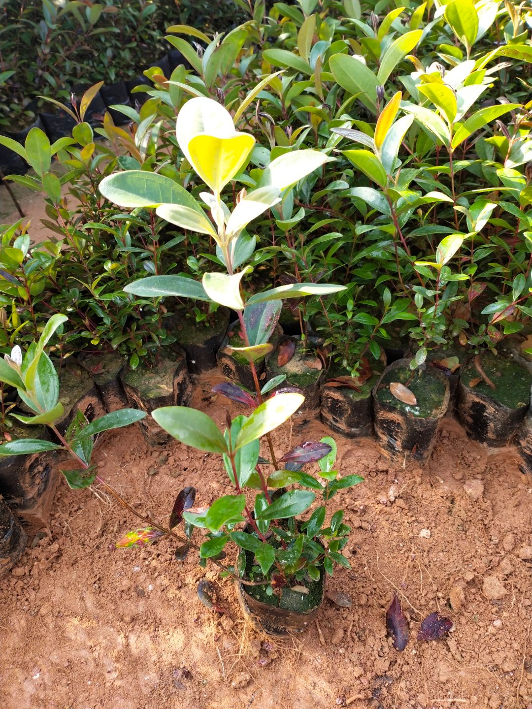 桃金娘苗 0.5~1米