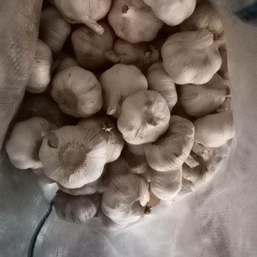 沧源县白皮蒜 大蒜好个头大