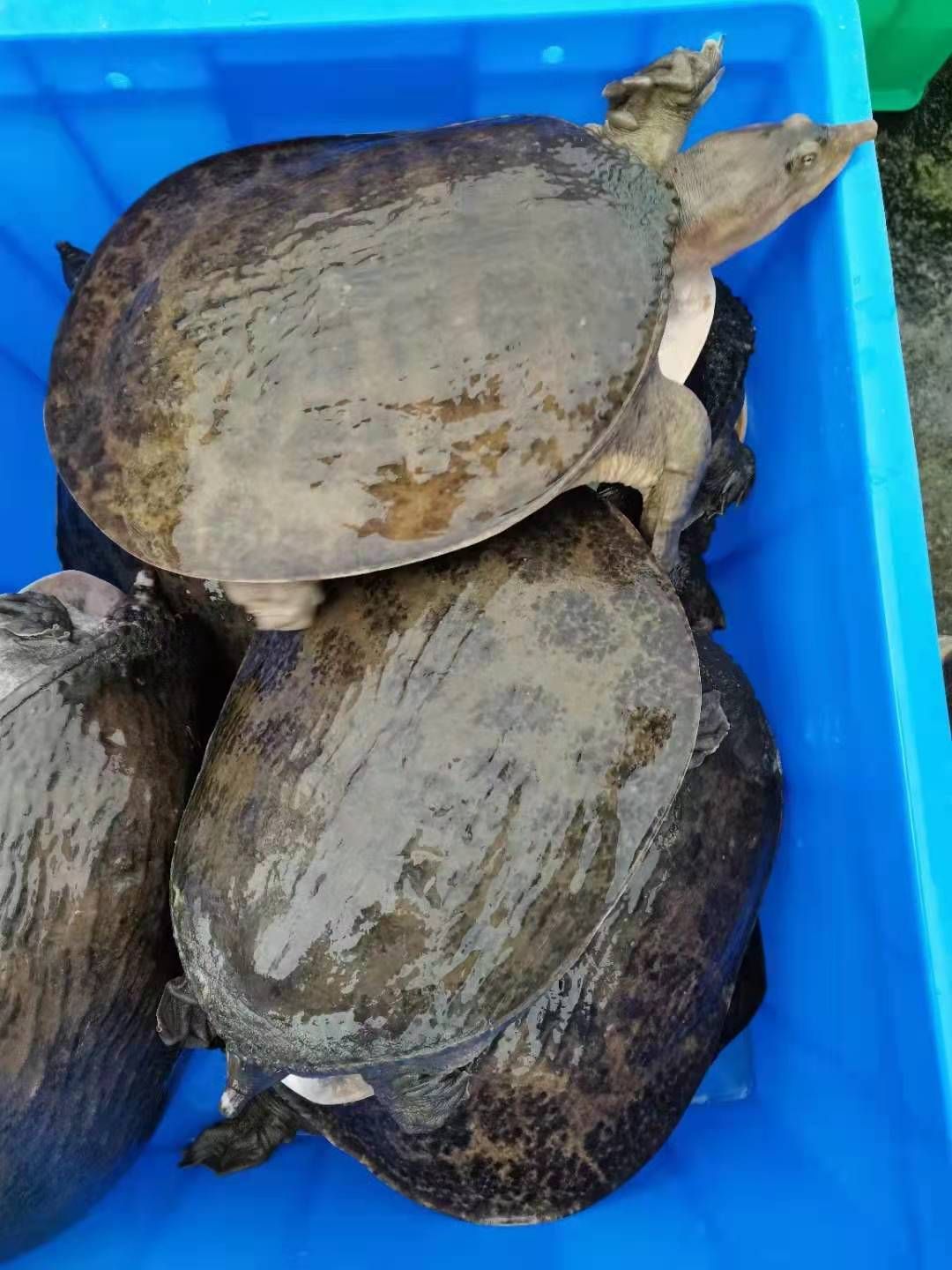 珍珠鳖 广东省热卖精品珍珠大甲鱼水鱼团鱼基地直供荷塘养殖质量保证