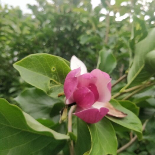 紫玉兰，景区豪宅绿化精品树