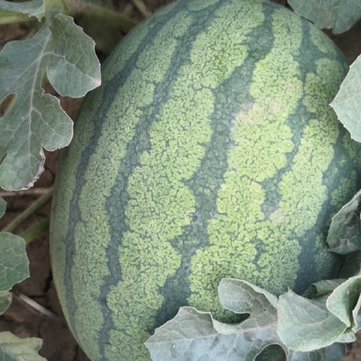 曲周县龙卷风西瓜