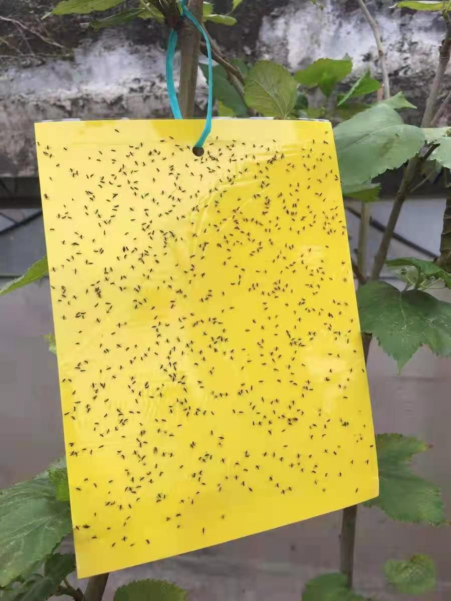 双面粘虫板诱虫板黄色蓝板灭小黑飞杀粘板蓟马大棚果园针蜂诱捕器