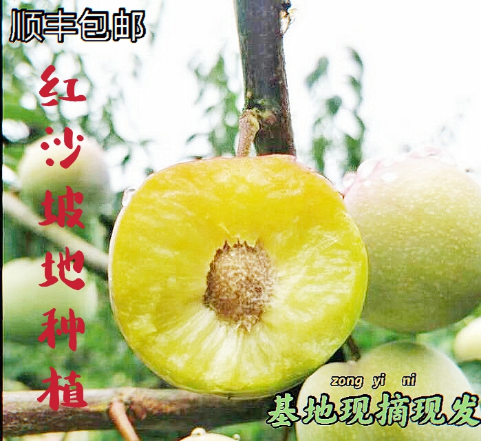 绥江县半边红李子  云南绥江红沙坡种植的水果有不一样的味道