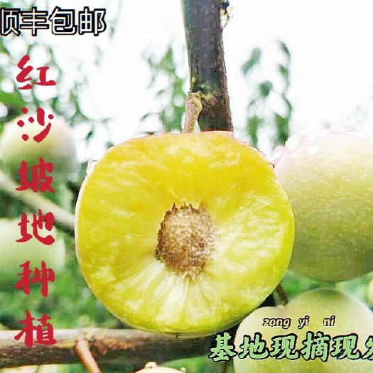 绥江县半边红李子  云南绥江红沙坡种植的水果有不一样的味道