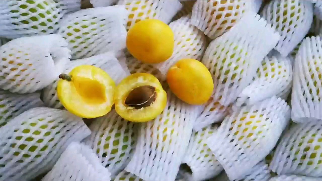 2023新疆轮台筐装新鲜小白杏，批发优惠，甜度高，现摘现发