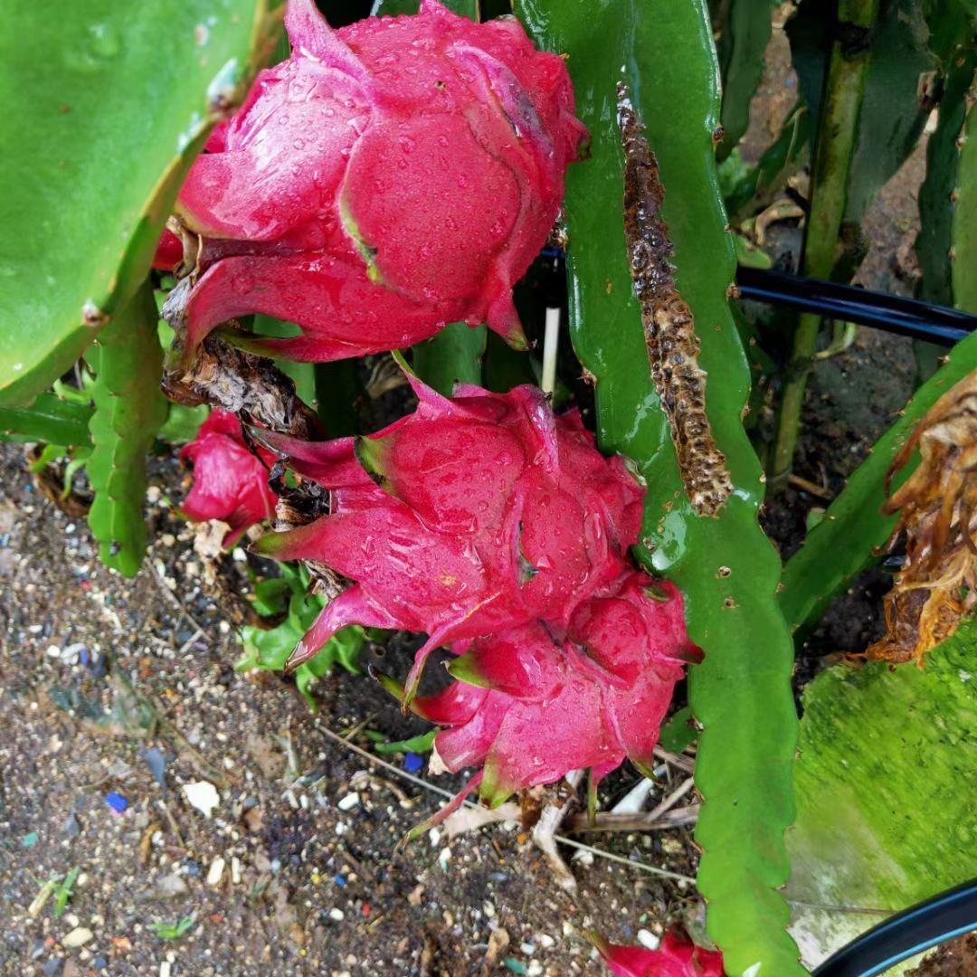 金都一号火龙果  迷你小果，火龙果