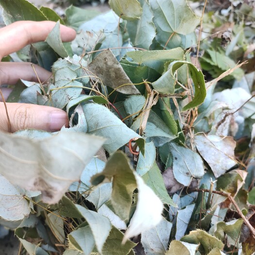 纳雍县小叶淫羊霍  贵州山上淫羊藿，药用价值高供应箭小叶淫羊藿