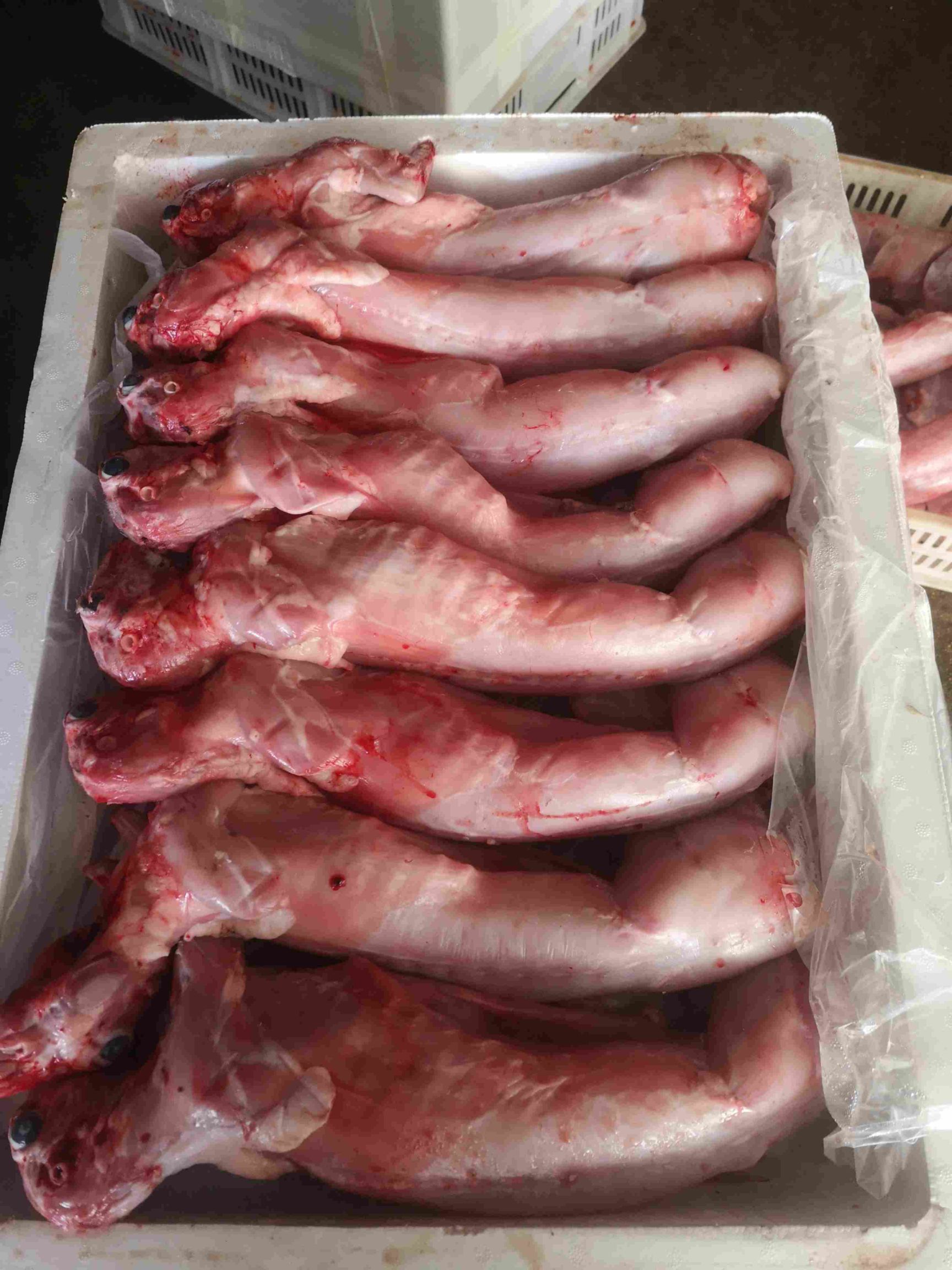  常年生产销售兔肉产品，保鲜兔兔头兔腰兔肚冻兔需要兔产品的联系