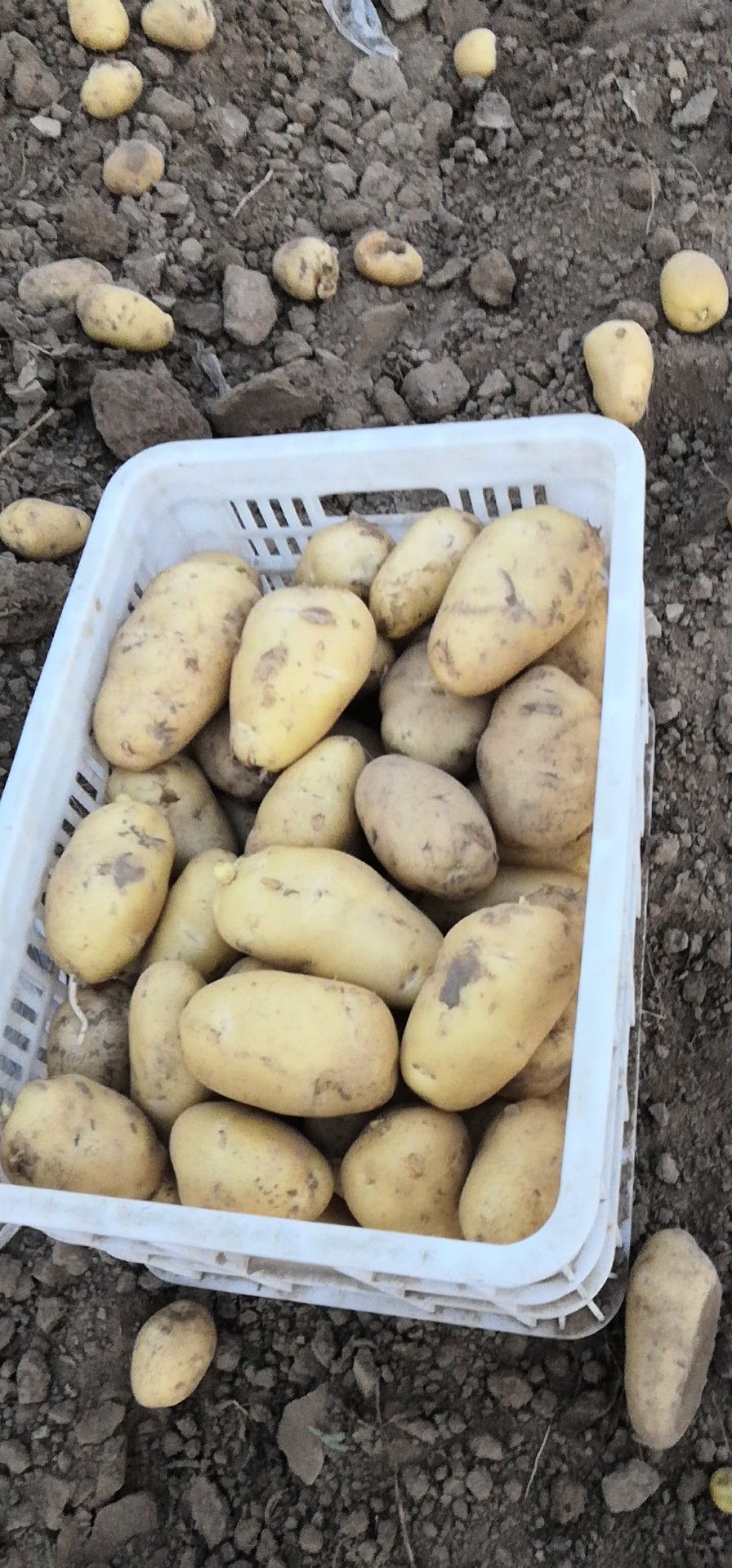 荷兰土豆  荷兰十五土豆已大量上市