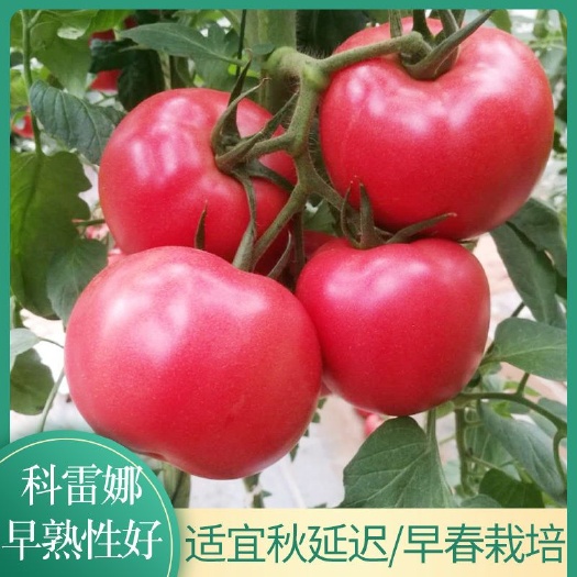 硬粉西红柿苗 —科雷娜 秋延迟 越冬 早春 硬粉番茄品种